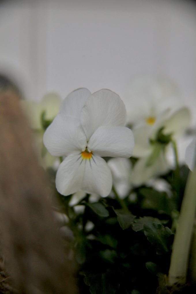 Conter fleurette photo 15